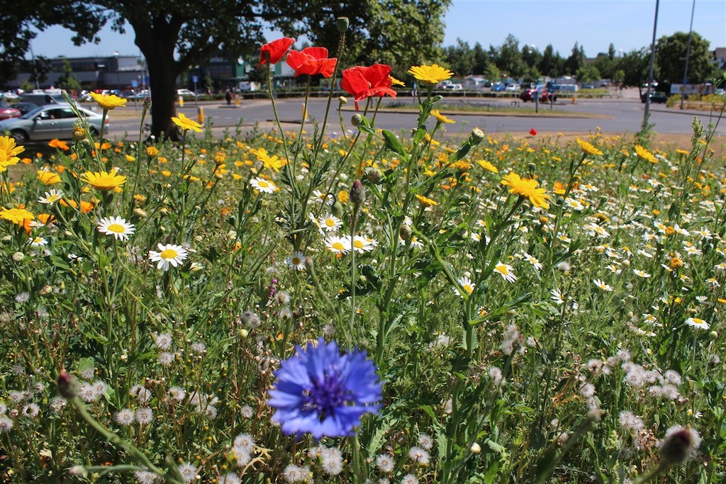 Wild Flower project set to bloom again in Exeter The Exeter Daily